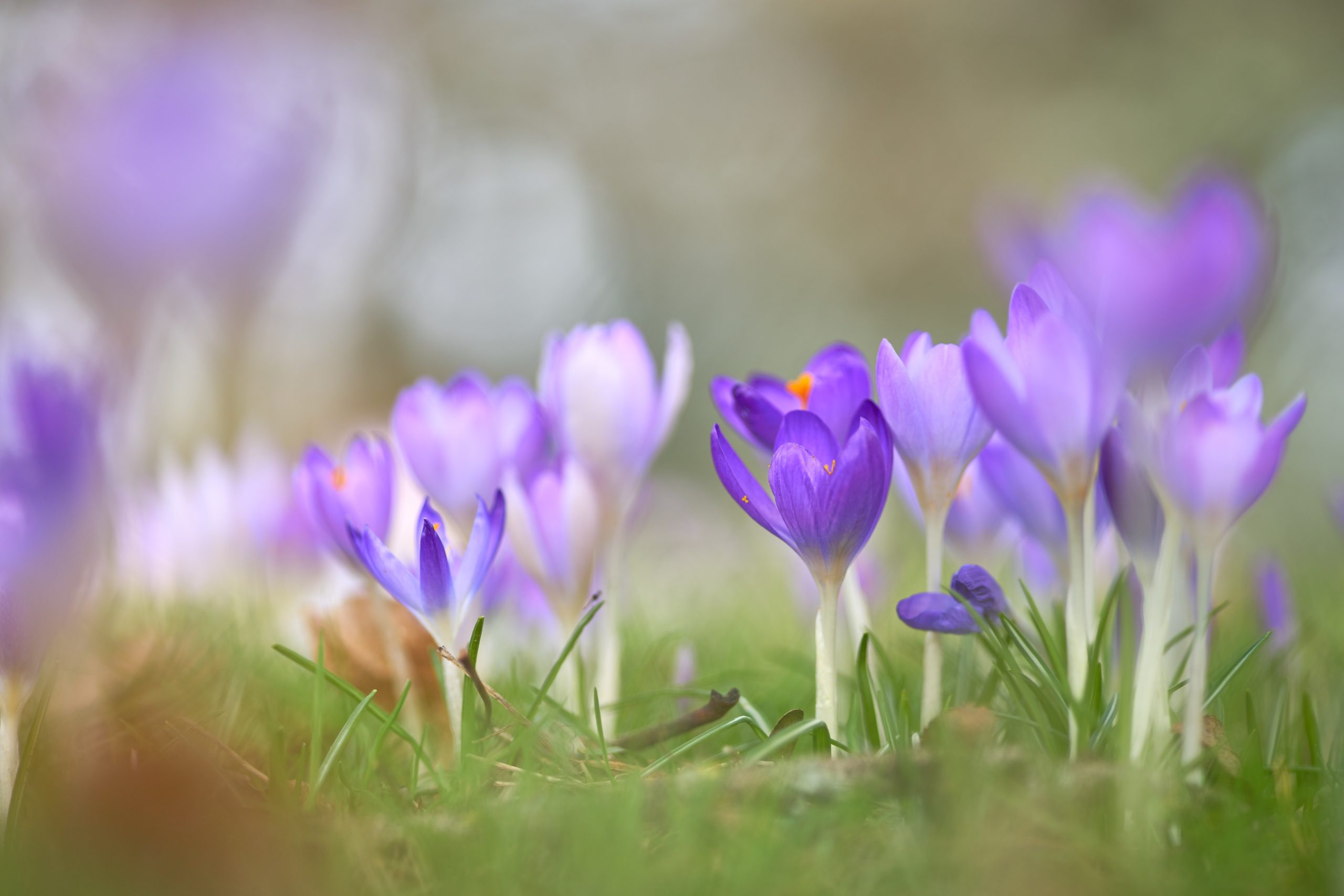 budding crocus flowers